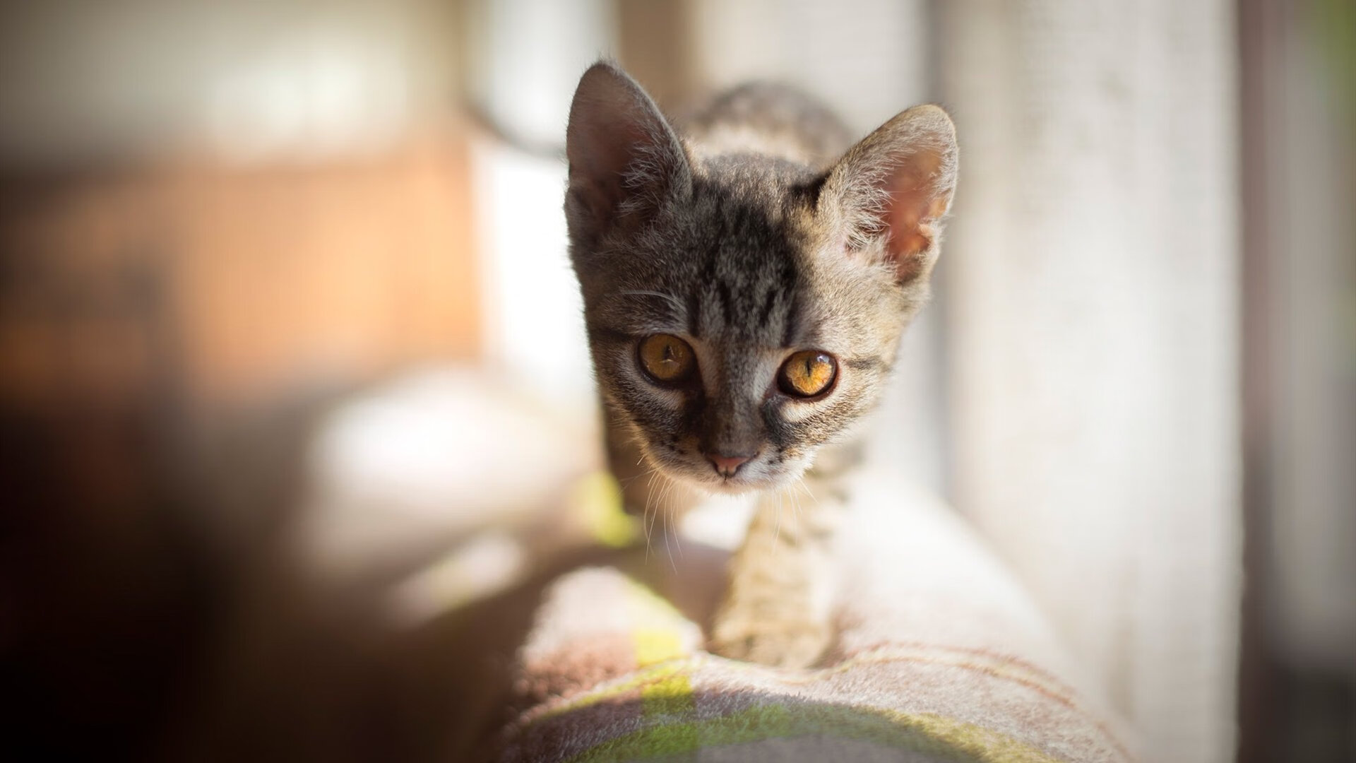 2025世俱杯-F1与科技巨头的深度合作，f1tech