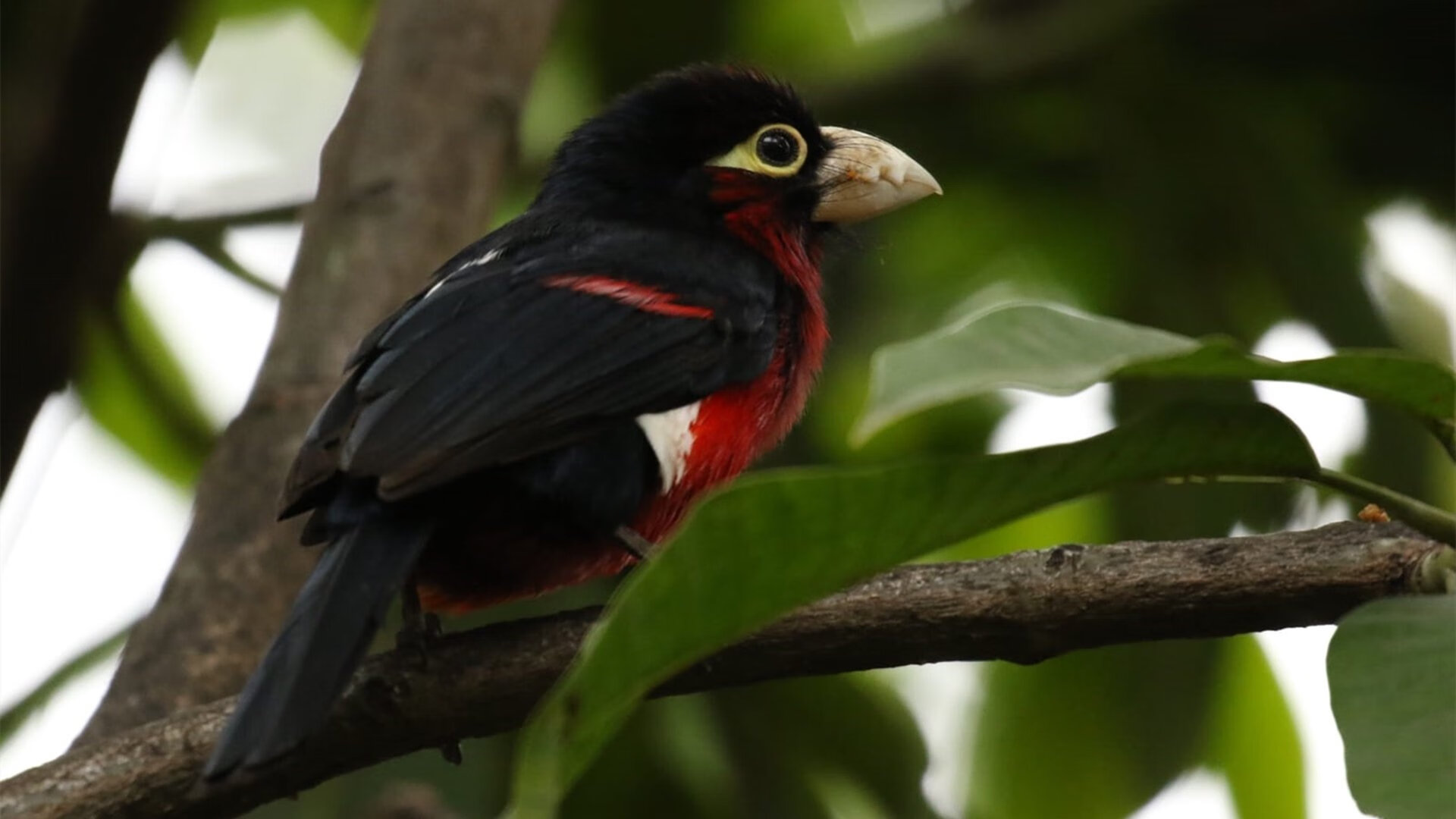 NBA的“绿色行动”故事:环保背后的动人细节,绿色环保行动有哪些具体内容