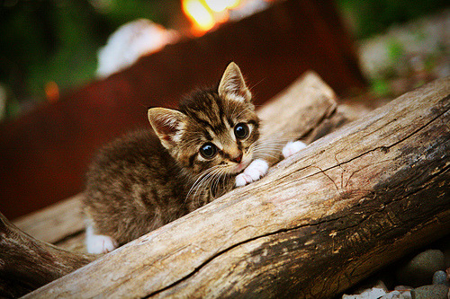 FIFA Club World Cup 2025-_科技融入网球：视频裁判系统提升比赛公正性_，网球裁判视频教学视频