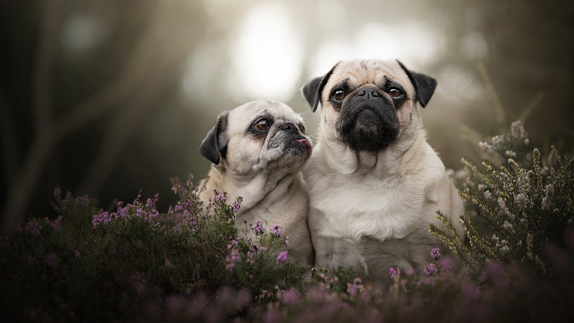 _鹈鹕队展现团队精神,追逐季后赛希望_,鹈鹕队中文网