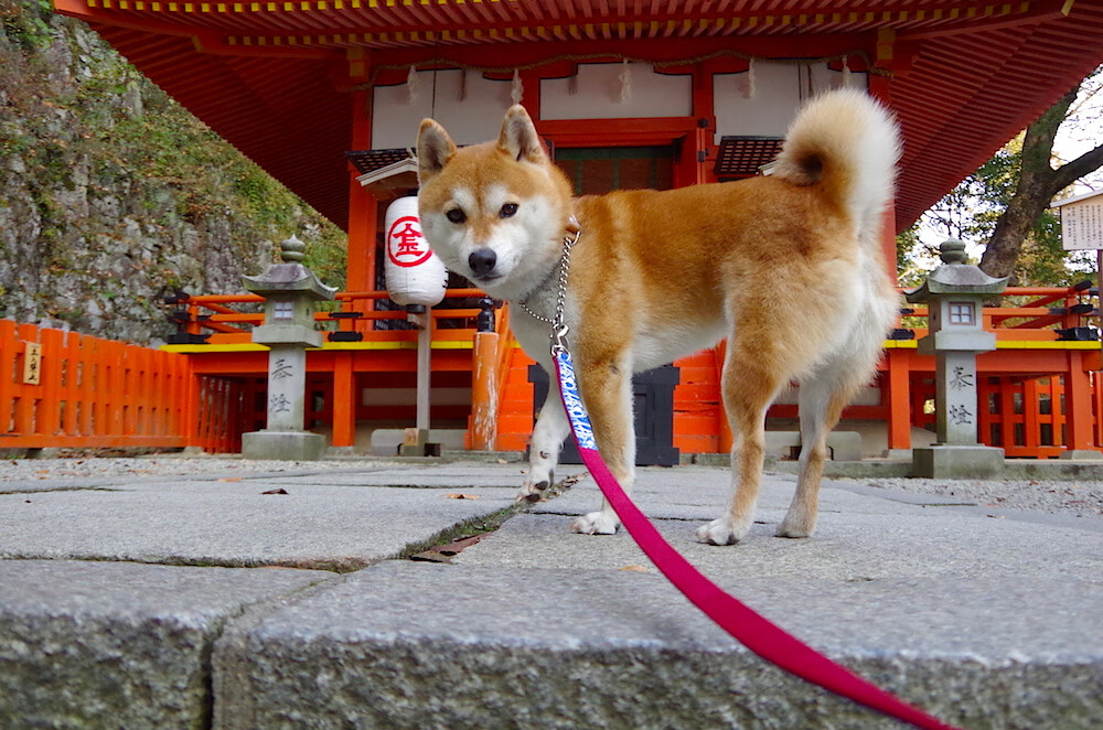 中国男篮集训名单公布,新人崭露头角,中国男篮集训队首次人员调整 新闻