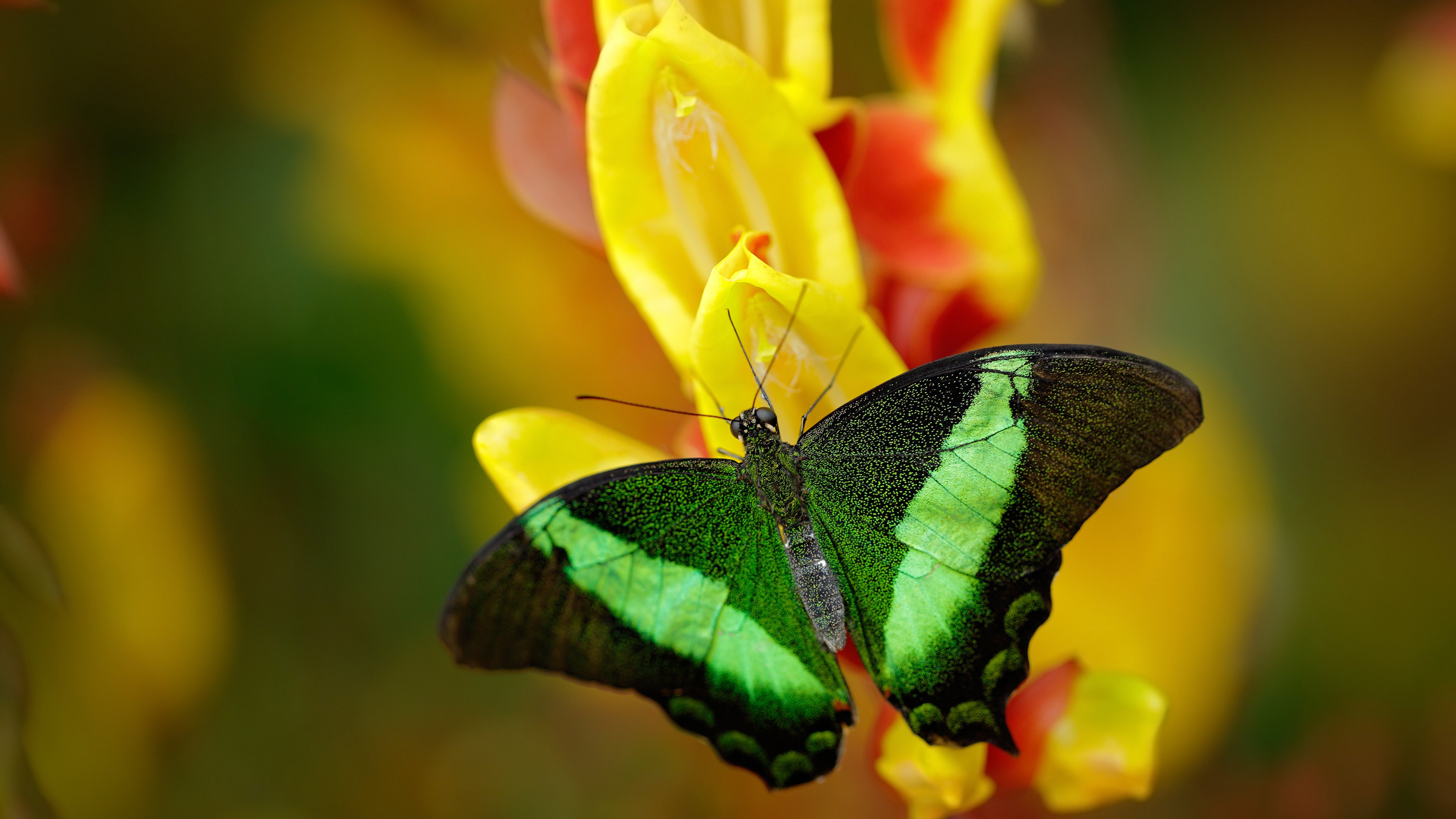 国外足球友谊赛,体验不同国家的足球文化,国外足球队