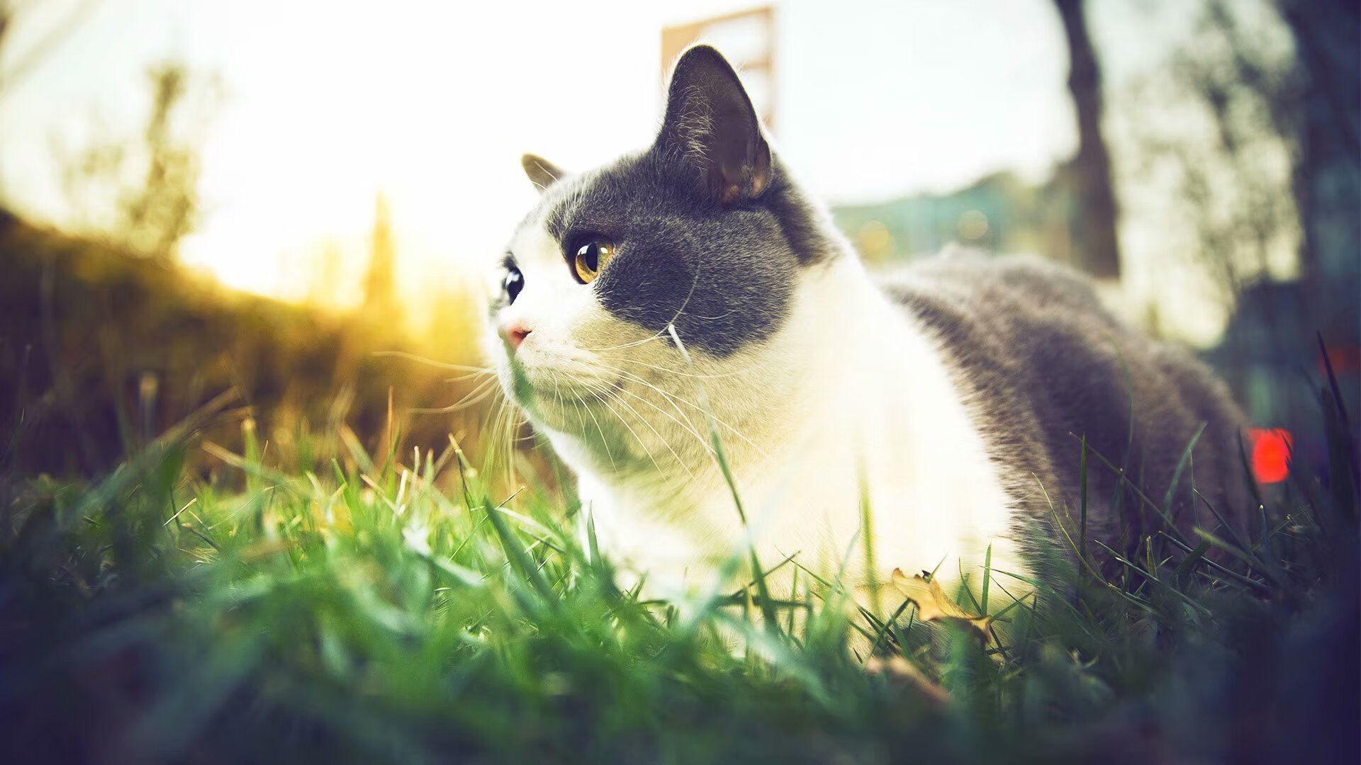 复出在即:明星球员逐渐康复,期待归来!,明星复出有多心酸