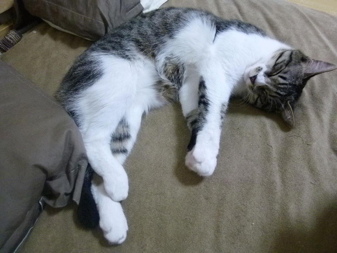 太空狼人杀世界总决赛倒计时,推理与谋略争锋