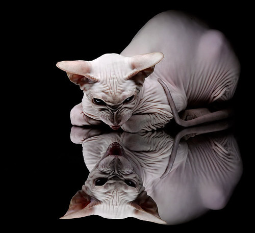 世俱杯官网-布鲁诺·卡博克洛在NBA夏季联赛中展现团队合作精神，布鲁诺卡波科洛体测数据