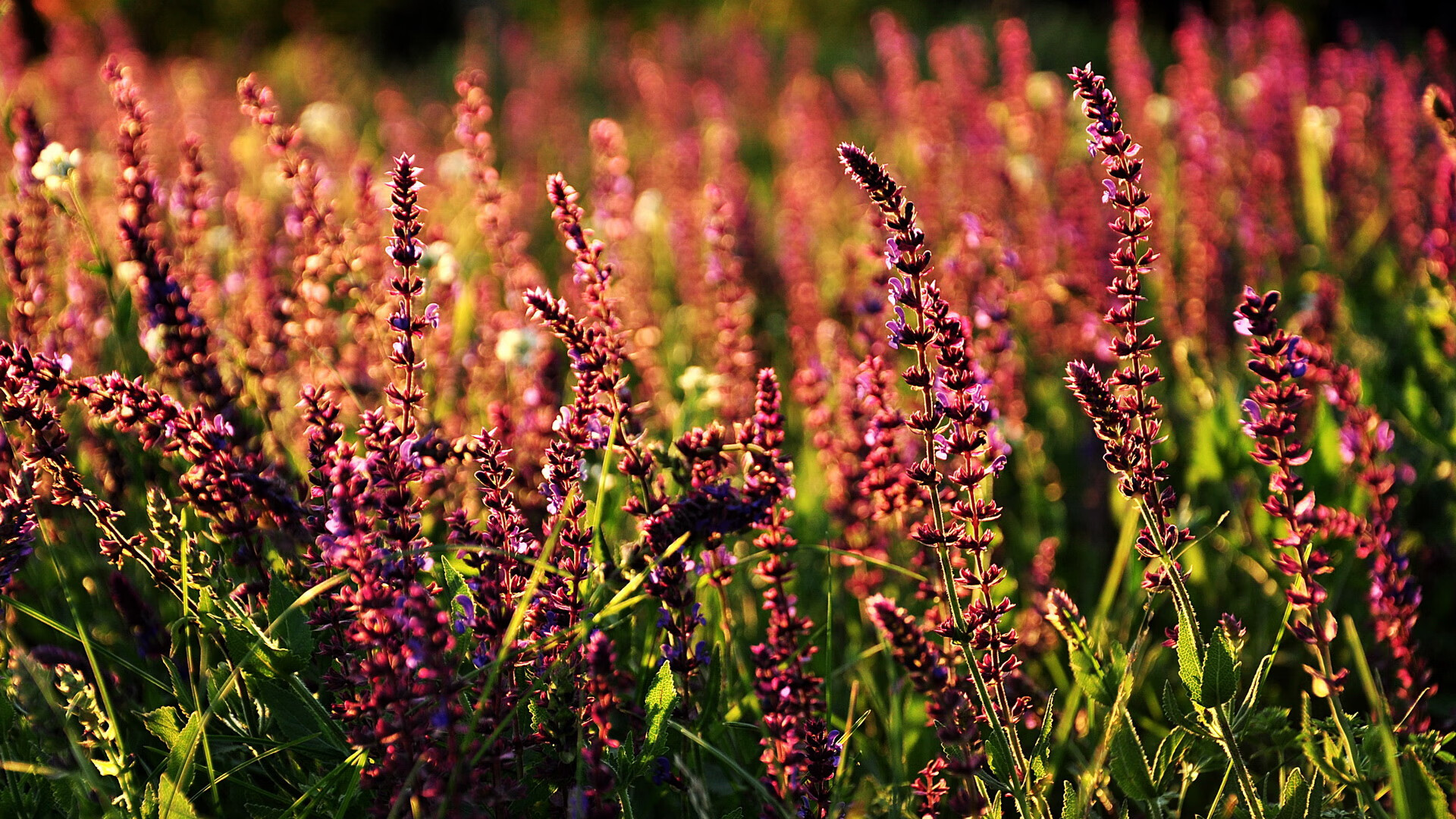 新兴技术与足球:虚拟现实助力战术训练