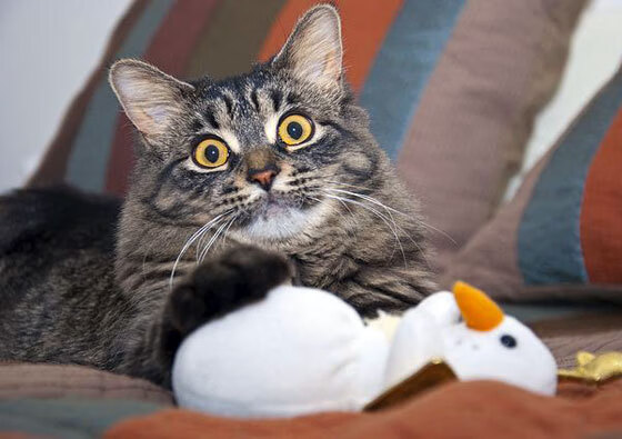 技战术纵深：不同球队的特色战术分析，技术 战术