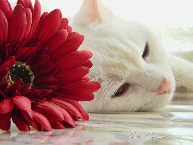 水下浮潜体验活动,探索海底世界奇观,海底世界潜水视频