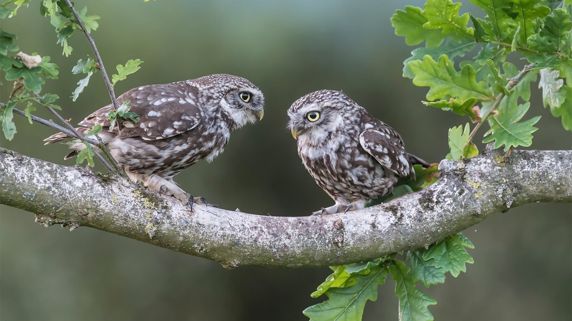 科比:无数经典时刻,永远铭刻在篮球史册!,科比 致敬