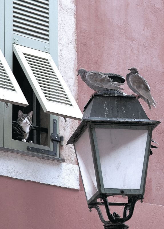 赛前分析:明星球员是否会大爆发?,大p球星会