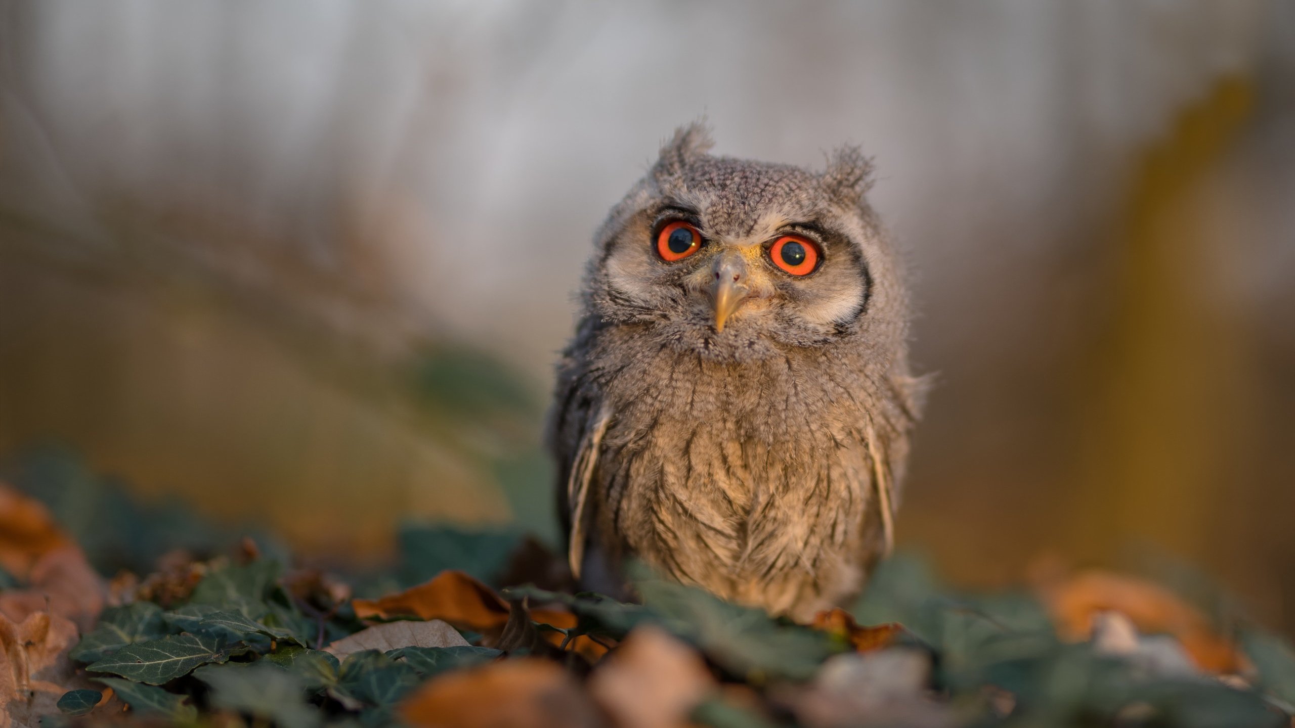 青少年裁判员培训体系不断优化，公平公正保障强化，青少年足球裁判员培训