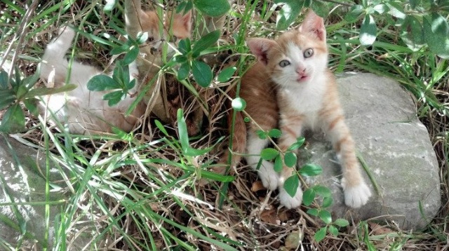 世俱杯2025赛程-AC米兰再次战胜对手，保持不败纪录，ac米兰赢了吗