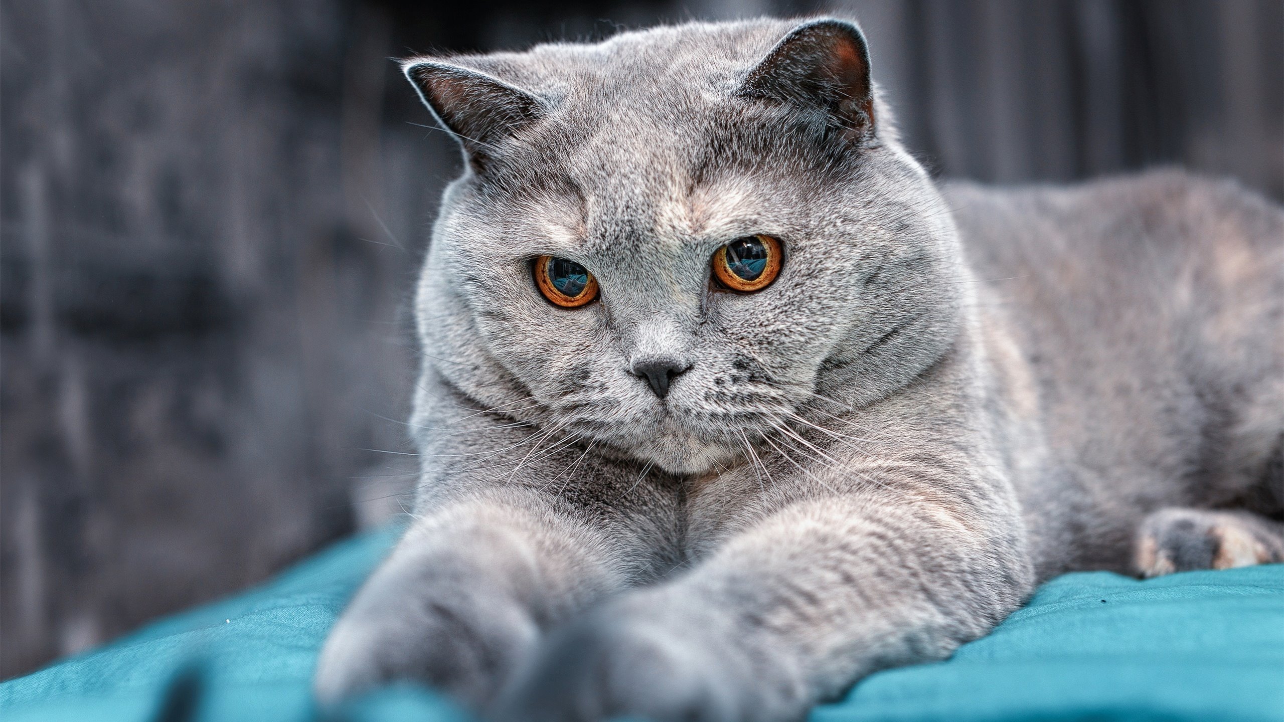 南安普敦客场大胜,积分逼近中游,南安普敦旅游景点