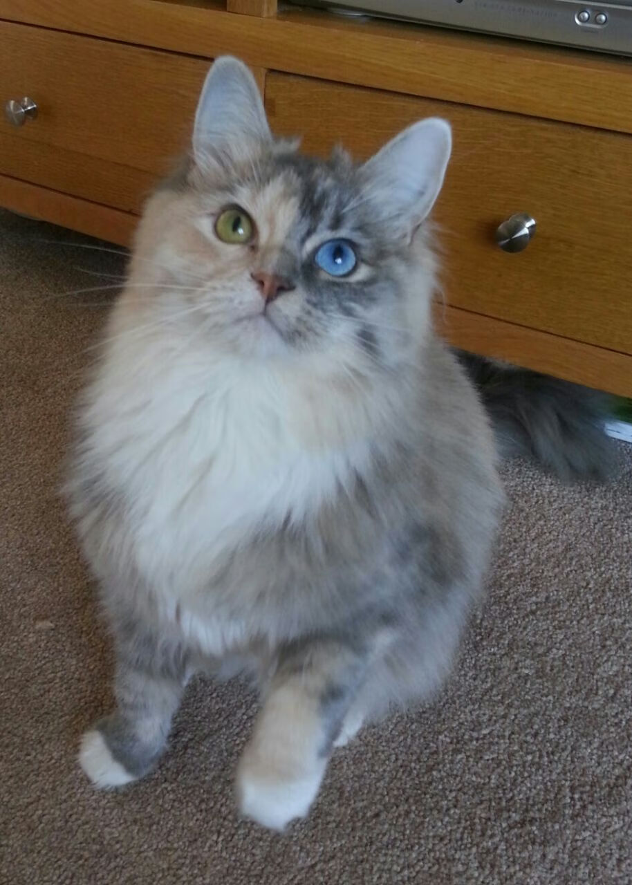 墨尔本联年轻球员快速成长,墨尔本联队球员名单