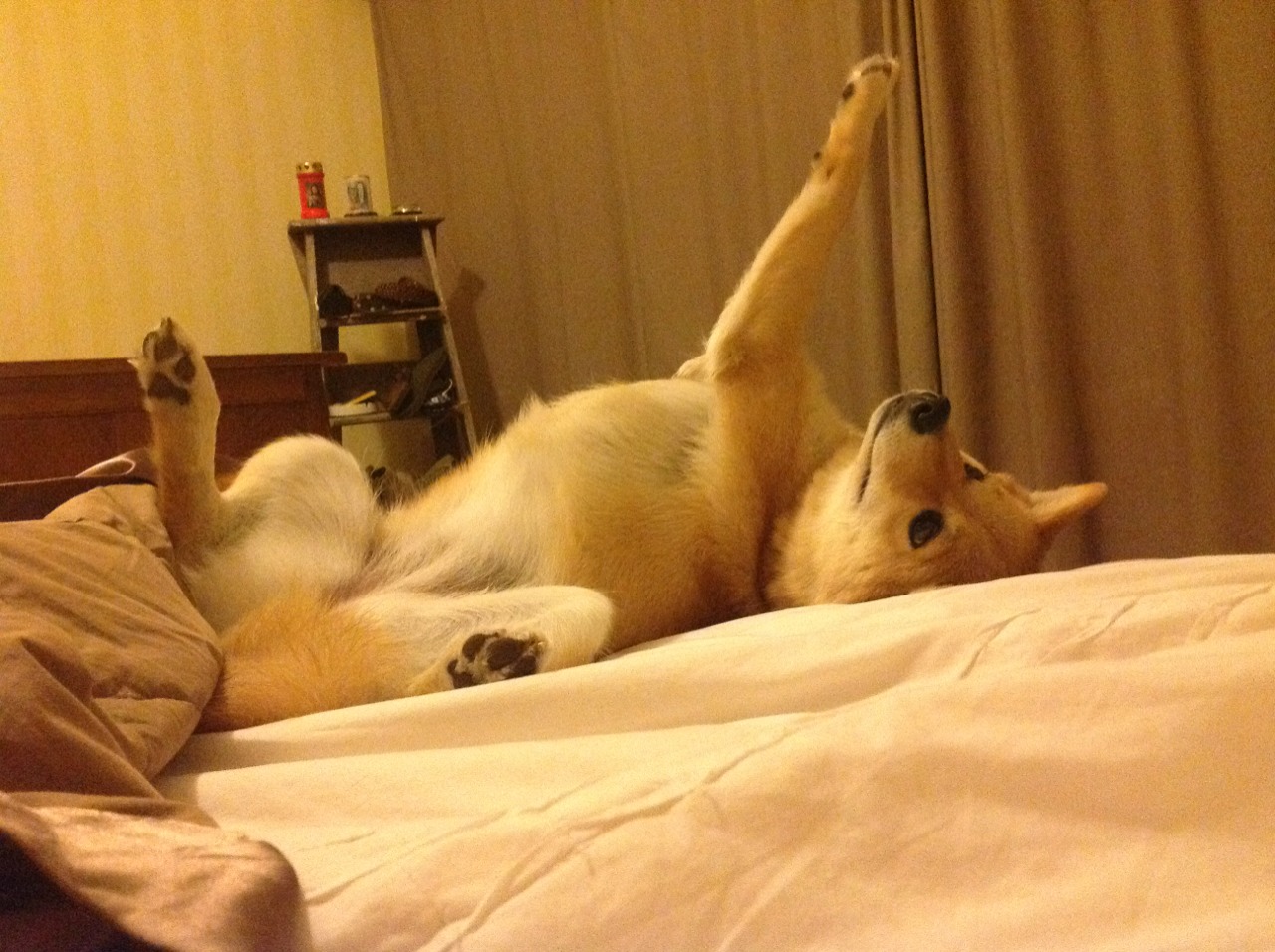 尼斯队球员拉席尔库前往中国参加比赛,拉尔斯尼尔森