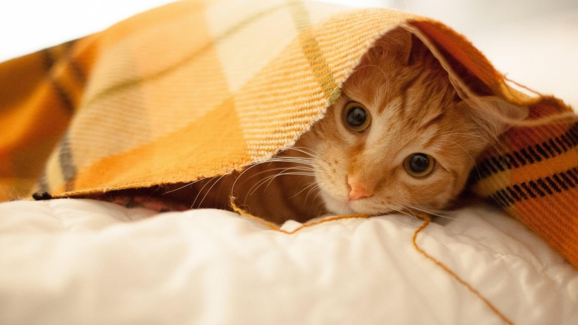 曼联0-1热刺，跌至第15，曼联队热刺