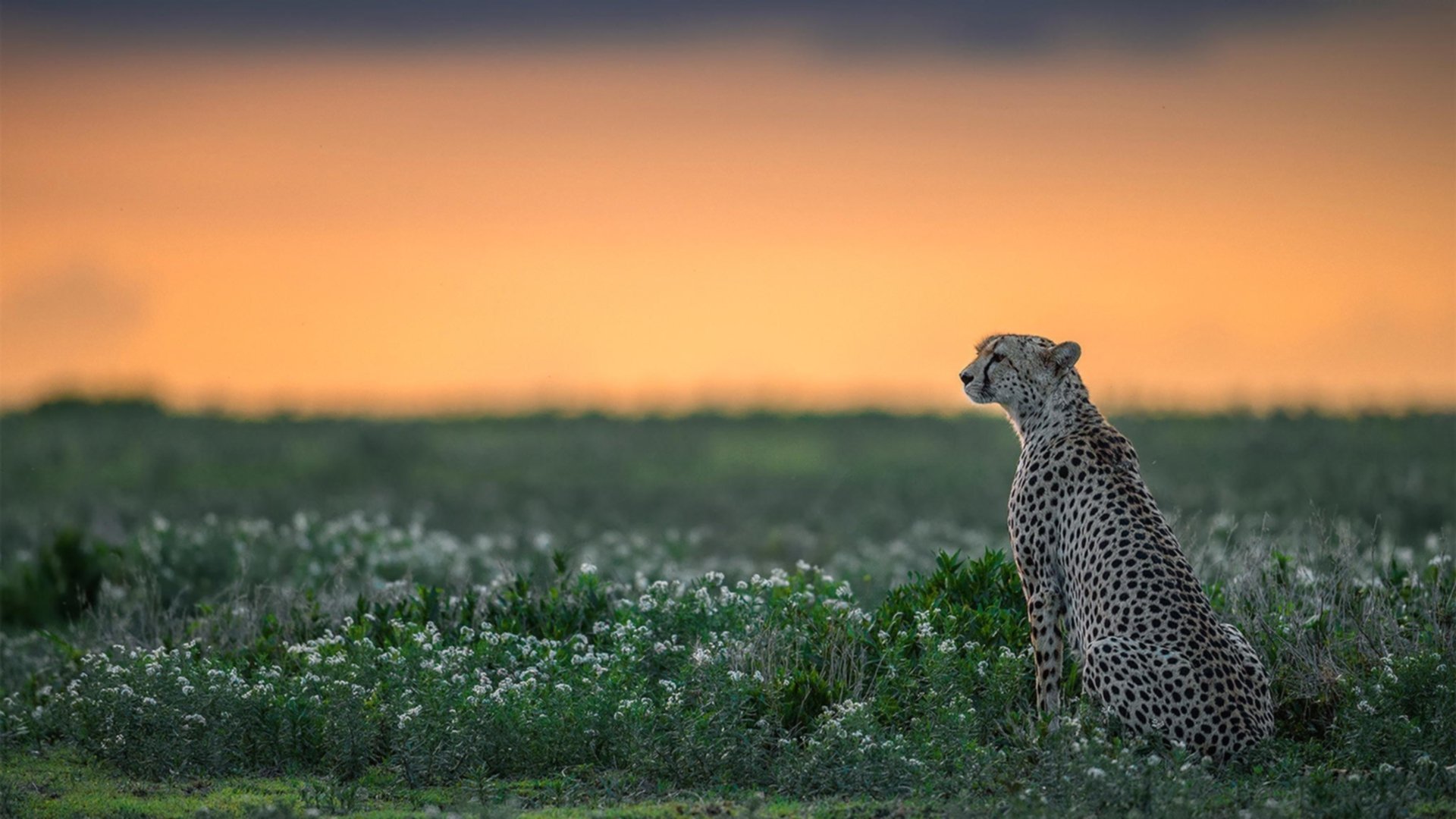 世界青年街头篮球比赛中国团队成功夺冠，街头篮球2020国际大师赛视频