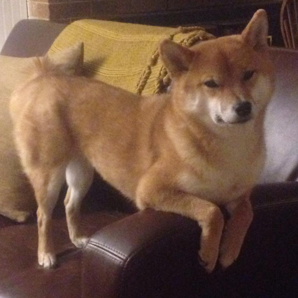 世俱杯比赛视频在线观看-“简阳文体中心：篮球赛上演扣篮与三分的极限挑战”