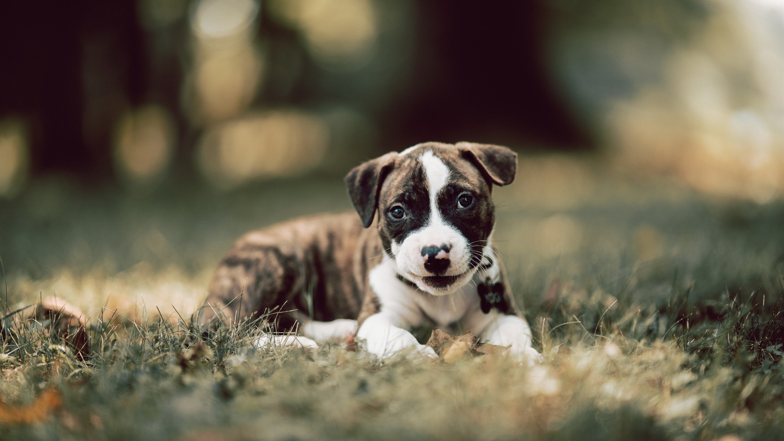 中国男篮外线防守效率提升,中国男篮内线