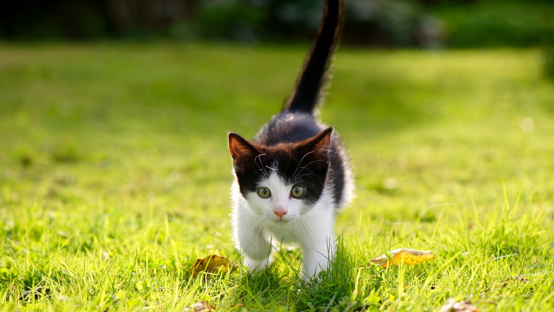 国际体育仲裁机构裁定重要禁赛案件,国际体育仲裁机构裁定重要禁赛案件有哪些